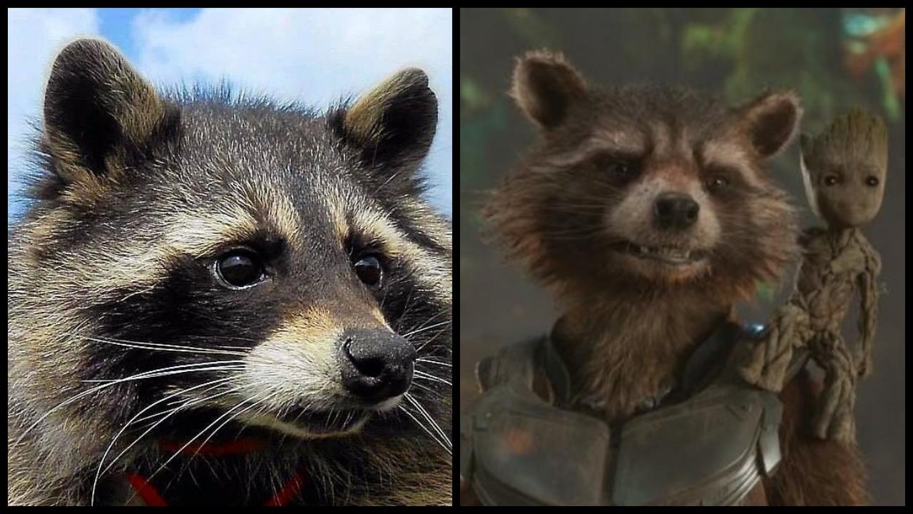 Les Gardiens de la Galaxie : Oreo, le raton laveur qui a inspiré Rocket Raccoon, est mort