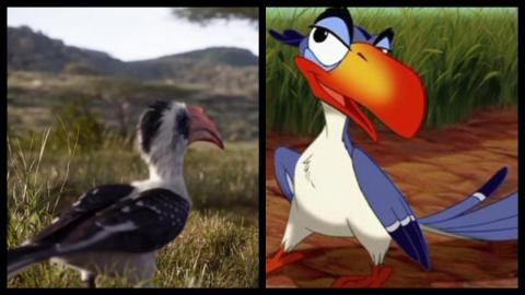 Le Roi Lion 1994 vs 2019 : Zazu