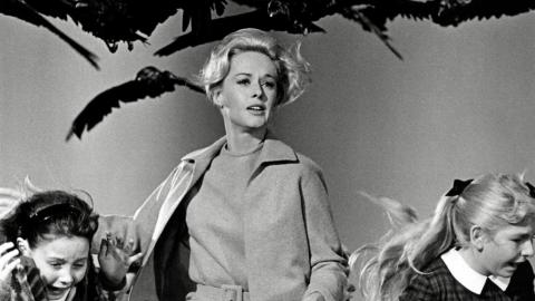 Tippi Hedren dans Les Oiseaux