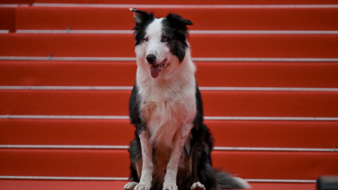 Cannes Jour 1 : Messi, le chien d'Anatomie d'une chute, sur les marches pour "interviewer" les stars