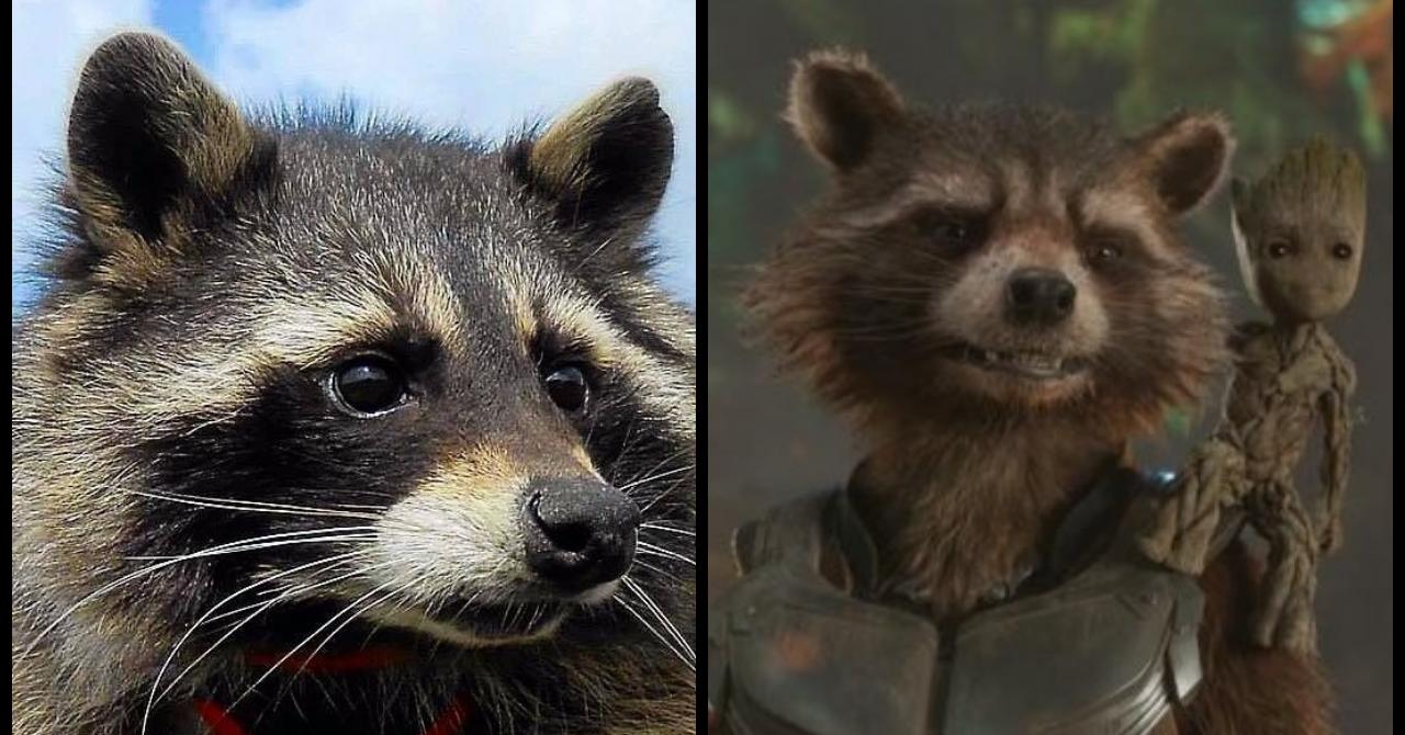 Les Gardiens de la Galaxie : Oreo, le raton laveur qui a inspiré Rocket Raccoon, est mort